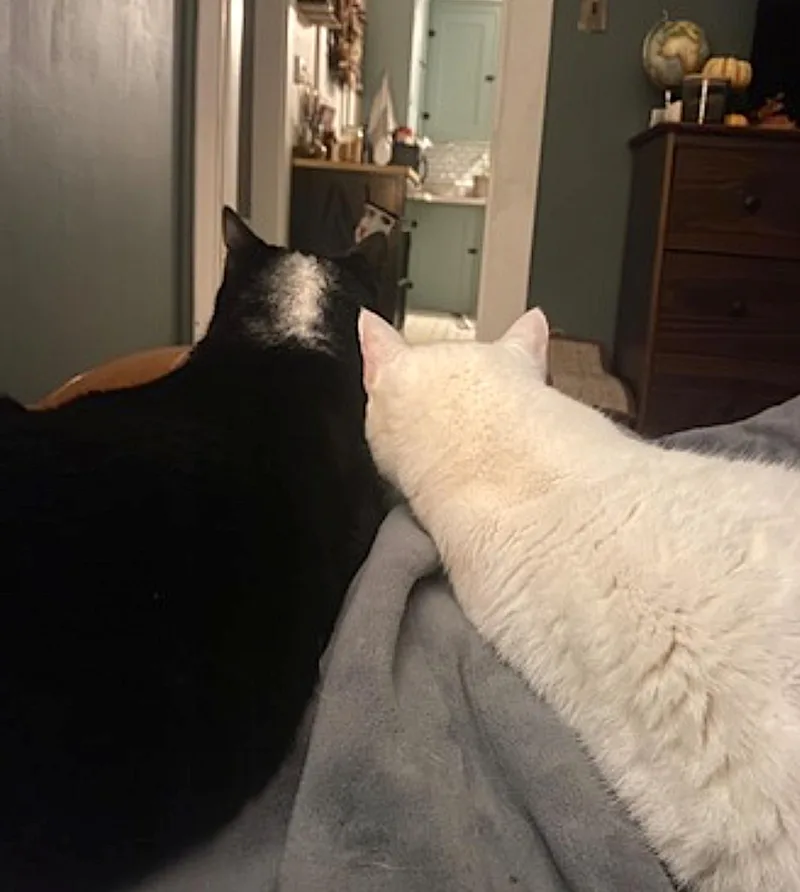 A senior medium-sized female White Domestic Short Hair cat named Fancy And Felix for adoption in Amherst, MA