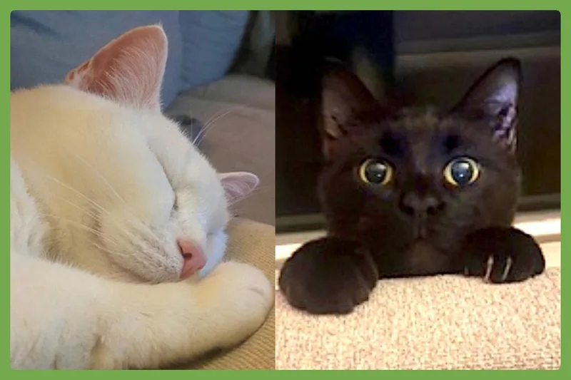 Fancy And Felix thumbnail 2