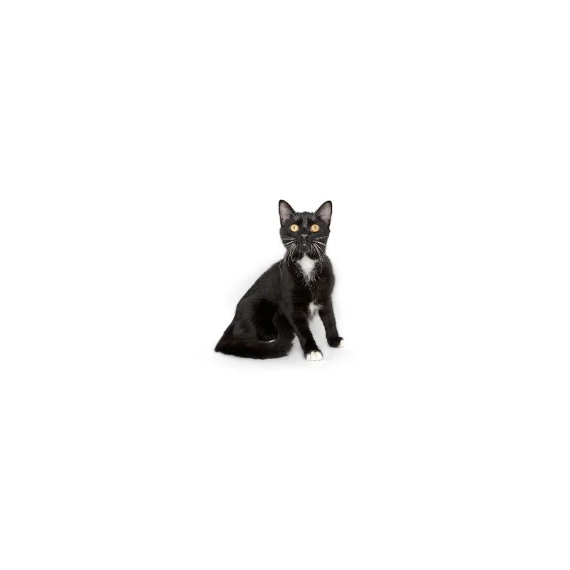 A young medium-sized female Black Domestic Short Hair cat named Pastel for adoption in Playa Vista, CA