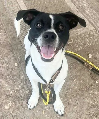 An adult small-sized male White / Cream Mixed Breed dog named Scout for adoption in Georgetown, TX
