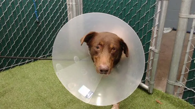 A young medium-sized male Australian Shepherd dog named Bologna for adoption in Downey, CA