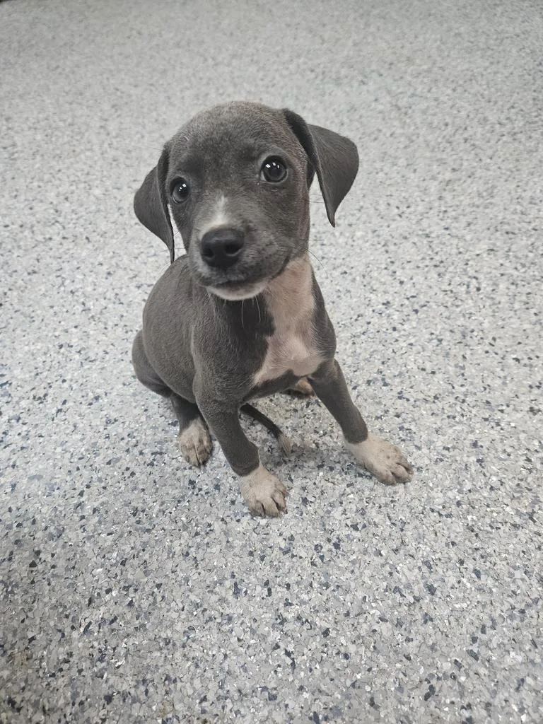 A baby small-sized female Pit Bull Terrier dog named Layla for adoption in Livingston, LA