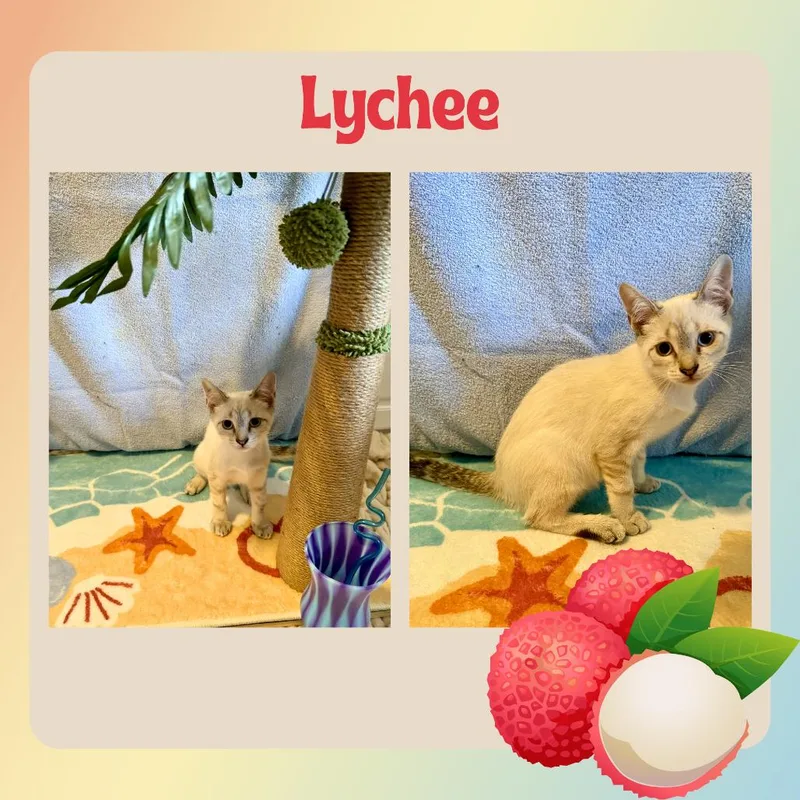 A baby small-sized female Lilac Point Domestic Short Hair cat named Lychee for adoption in Wind Gap, PA