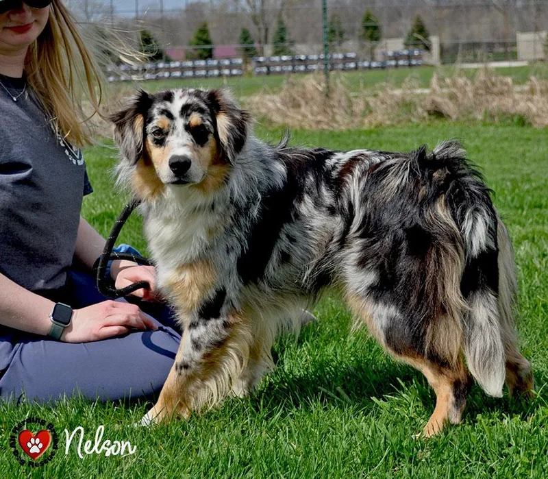 A young medium-sized male Merle (Blue) Australian Shepherd dog named Nelson for adoption in Joliet, IL