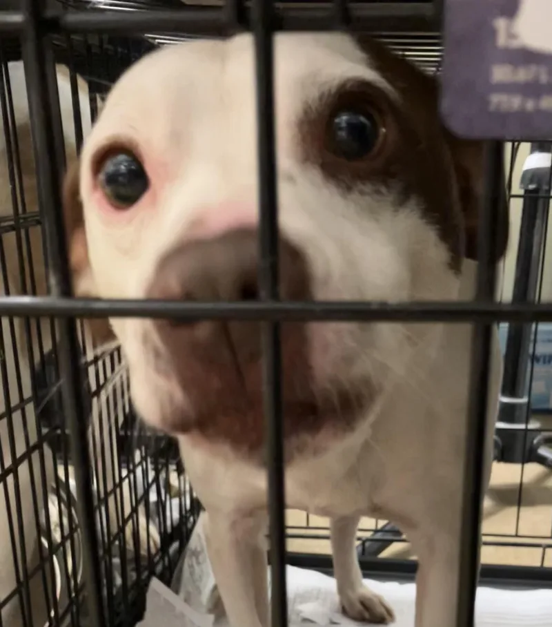 A baby medium-sized male Mixed Breed dog named Mike for adoption in Parma, OH