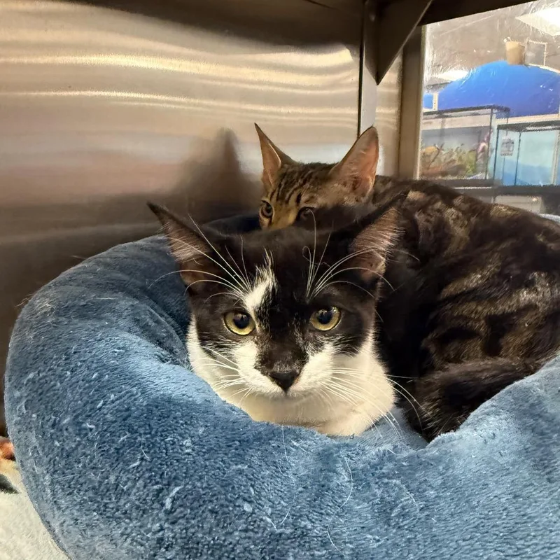 A baby small-sized male Black Domestic Short Hair cat named Chance for adoption in Hemet, CA