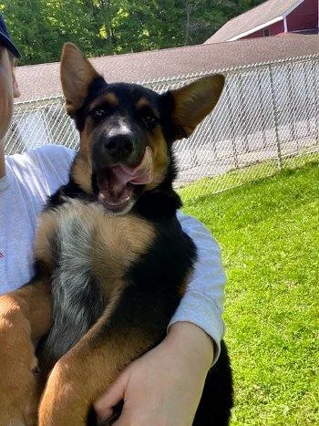 A baby large-sized male Bicolor German Shepherd Dog dog named Opie for adoption in Bedford Hills, NY