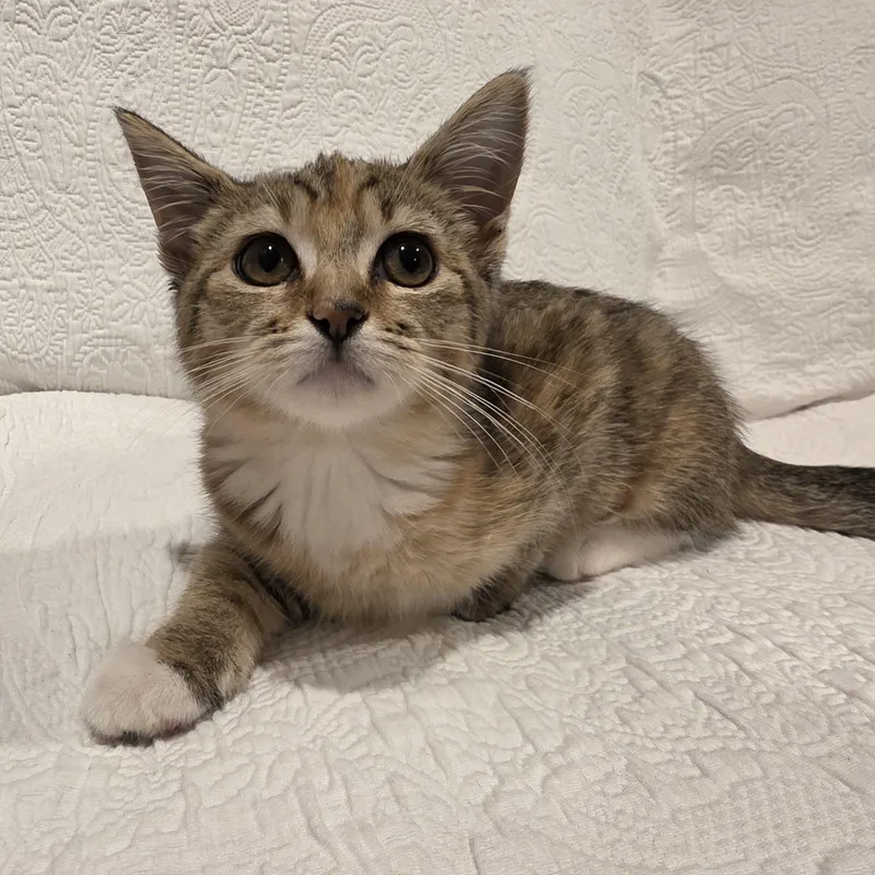 A baby medium-sized female Torbie Domestic Short Hair cat named Cali for adoption in Saint Paul, MN