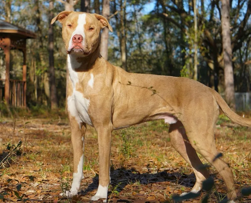 A young large-sized male Yellow / Tan / Blond / Fawn Labrador Retriever dog named Stoli for adoption in PENSACOLA, FL