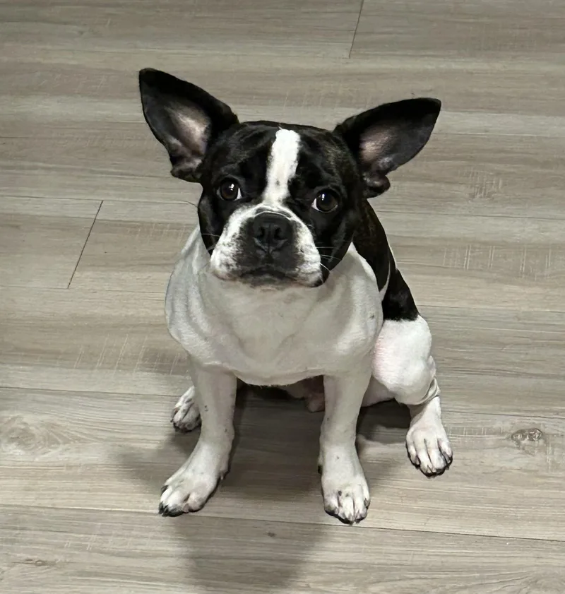 A young small-sized female Brindle Boston Terrier dog named Lollipop  Phoenix Az for adoption in Portland, OR