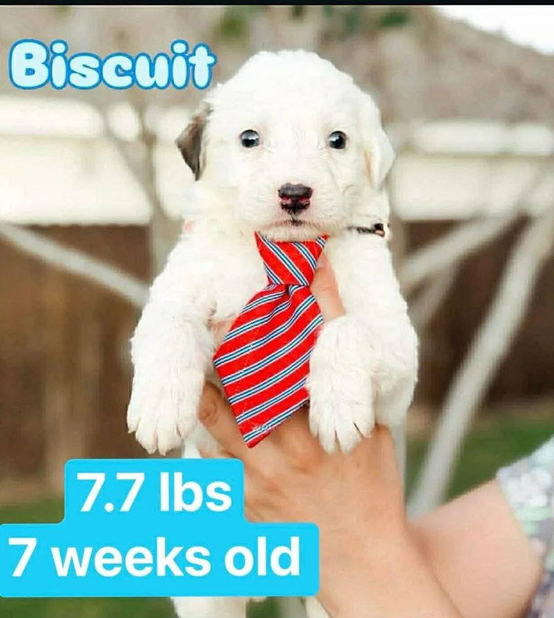 Biscuit