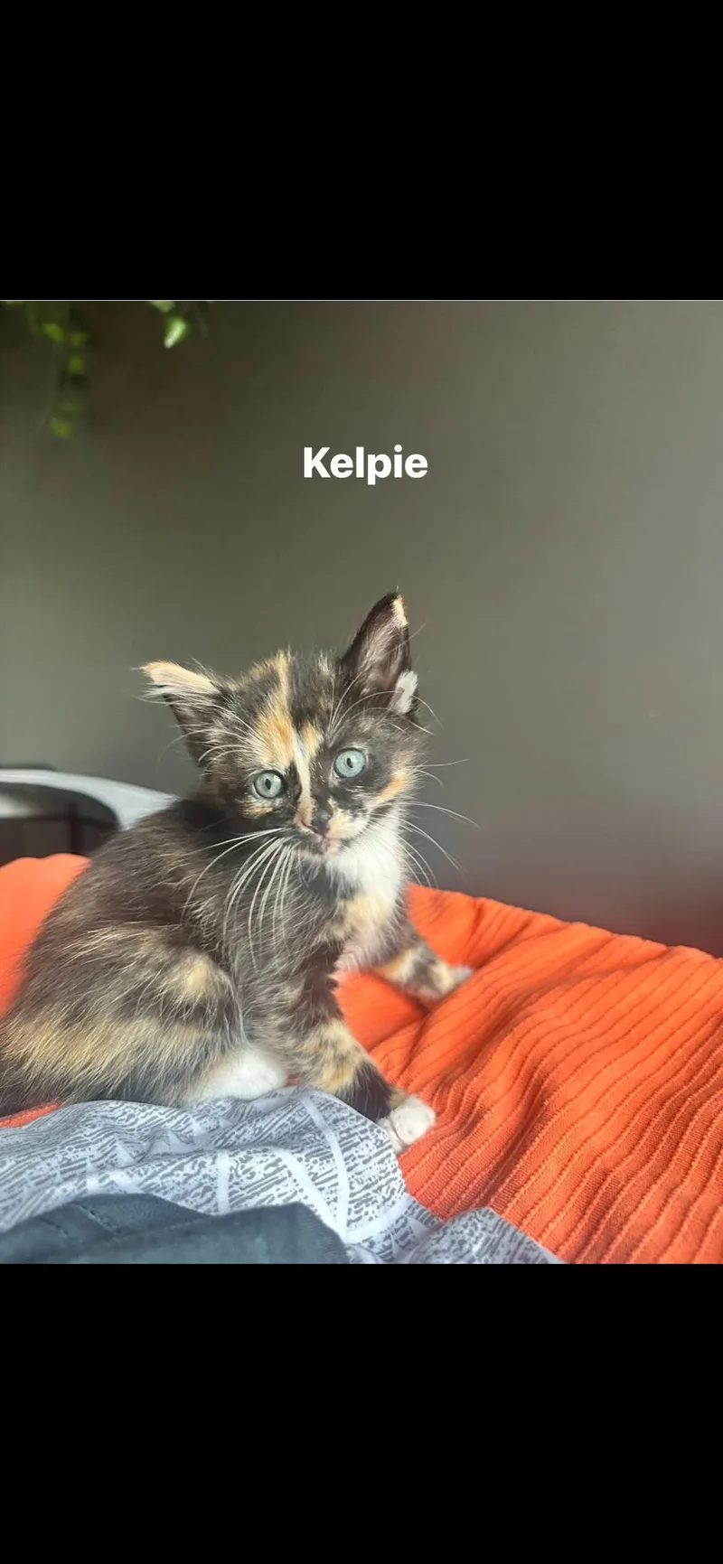Kelpie thumbnail 4