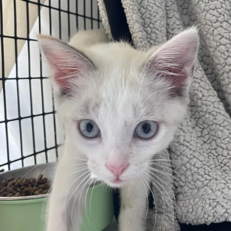 A baby small-sized female Domestic Short Hair cat named Ghoulfriend for adoption in Chicago, IL
