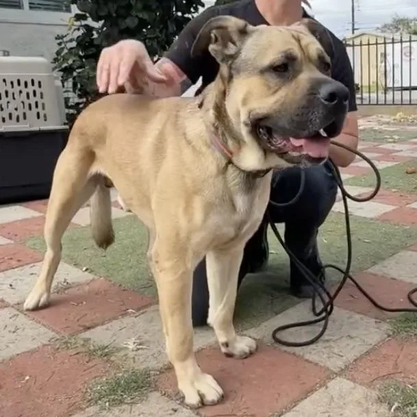 A young large-sized male Yellow / Tan / Blond / Fawn Mastiff dog named Charlie for adoption in Huntington Beach, CA