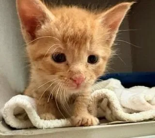 A baby medium-sized male Tabby (Orange / Red) Domestic Short Hair cat named Colby for adoption in Mason City, IA