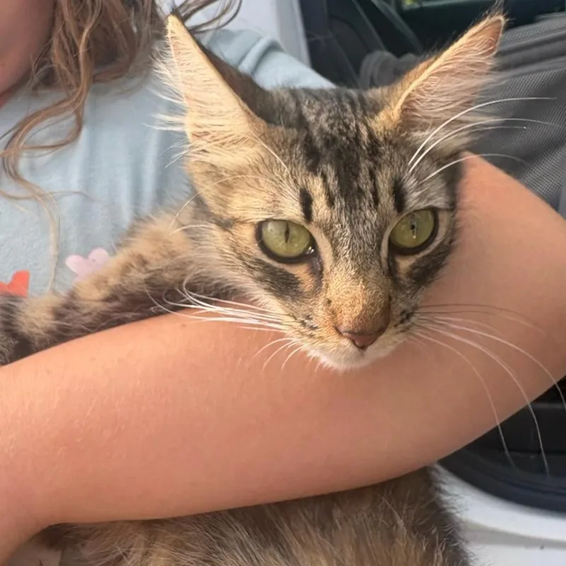 An adult small-sized female Brown / Chocolate Domestic Medium Hair cat named Monarch for adoption in Westminster, CA