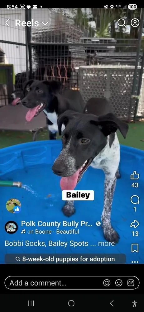 A baby small-sized female Tricolor (Brown, Black, & White) Pointer dog named Bailey Spots for adoption in Lakeland, FL