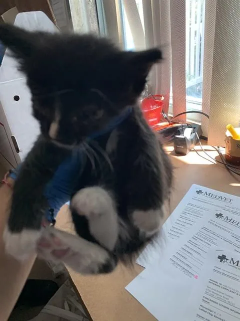 A baby small-sized male Domestic Short Hair cat named Swirl for adoption in San Jose, CA