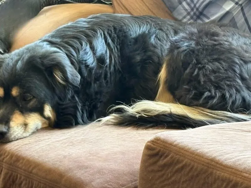 Little Bear thumbnail 3