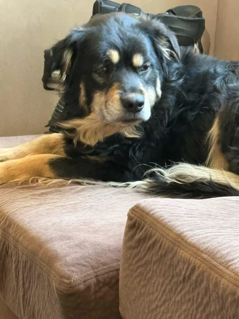 An adult medium-sized female Black German Shepherd Dog dog named Little Bear for adoption in Woodbury, NJ