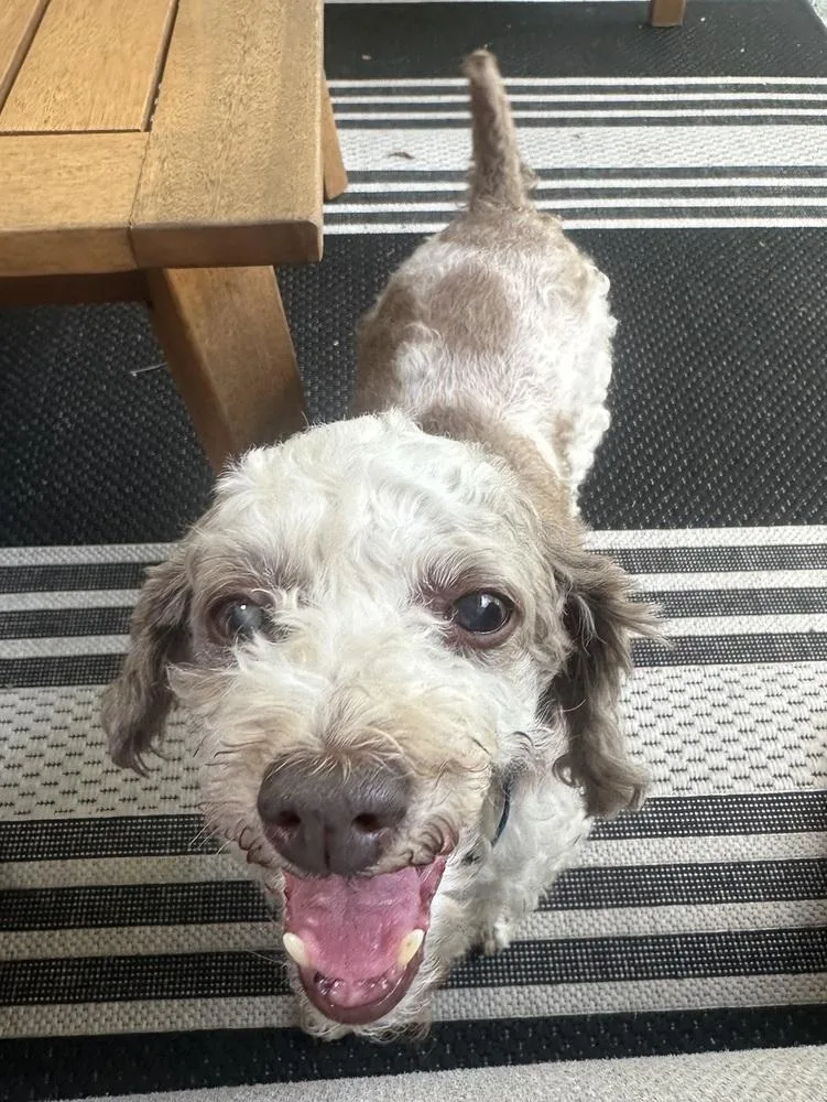 A senior small-sized female Poodle dog named Peach for adoption in Orlando, FL