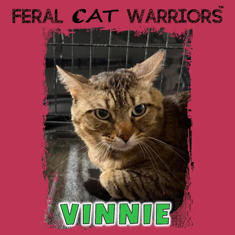 Vinnie