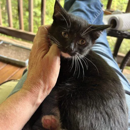 A baby small-sized male Tuxedo cat named Miles for adoption in Knoxville, TN