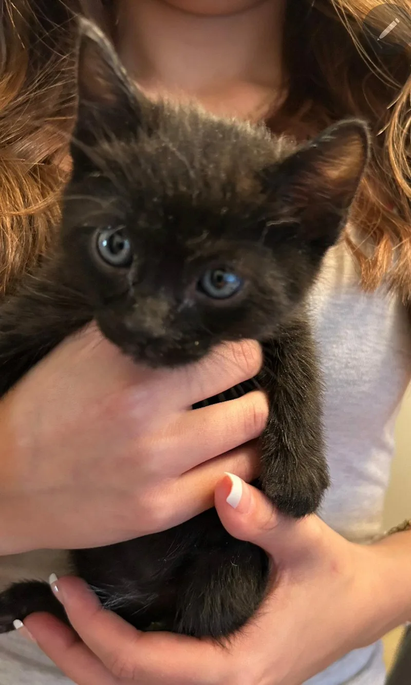 A baby medium-sized male Black Domestic Short Hair cat named Brando for adoption in Campbell, CA