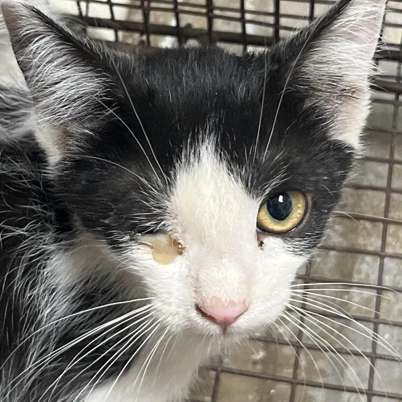 A baby small-sized female Gray / Blue / Silver Domestic Short Hair cat named Mullet for adoption in Yuma, AZ