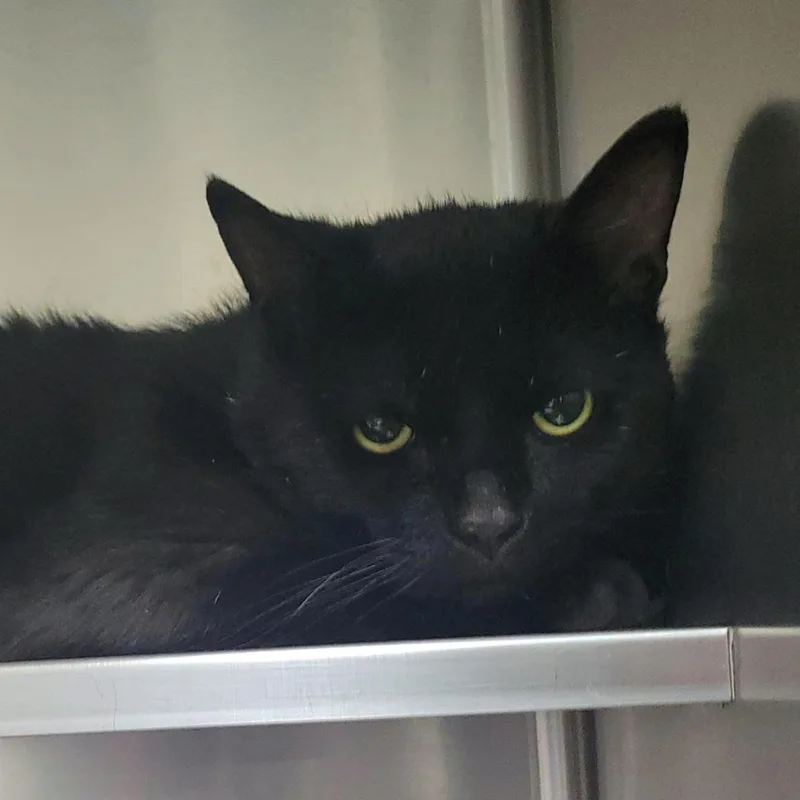 An adult medium-sized male Black Domestic Short Hair cat named Draconis for adoption in Plover, WI