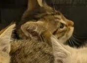 A baby small-sized female Domestic Short Hair cat named Hermione for adoption in San Martin, CA