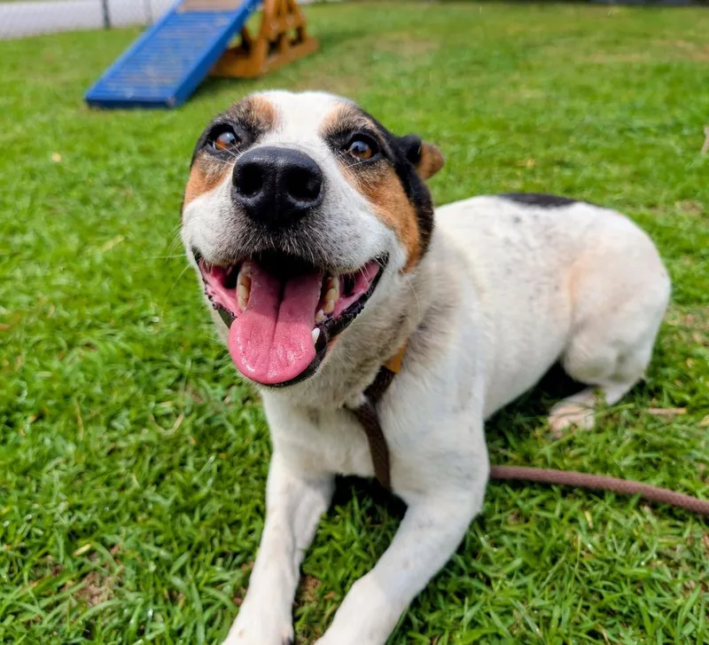 An adult medium-sized male Mixed Breed dog named Spot for adoption in Effingham, SC