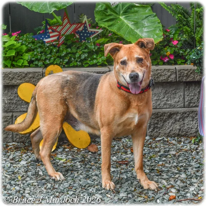 An adult large-sized male Brown / Chocolate Retriever dog named Biscuits for adoption in Wake Forest, NC