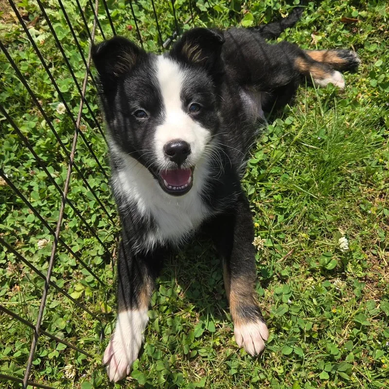 A baby medium-sized male Black Australian Shepherd dog named Yuji for adoption in Brownsboro, AL