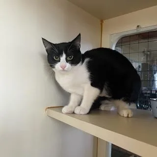 A baby medium-sized female Domestic Short Hair cat named Blossom for adoption in Aberdeen, WA