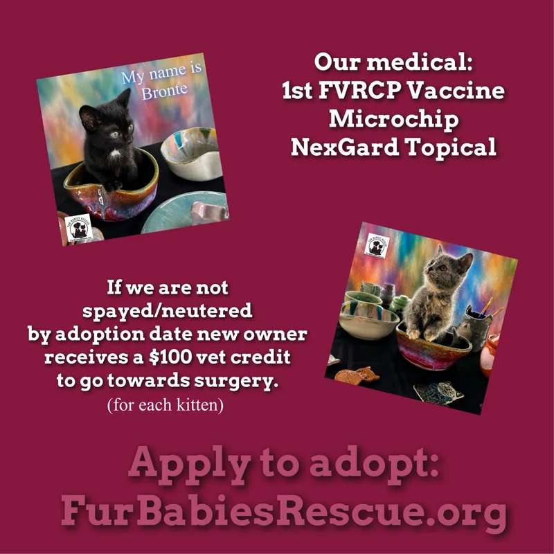 A baby small-sized female Domestic Short Hair cat named Bronte & Blume for adoption in Hickory, NC