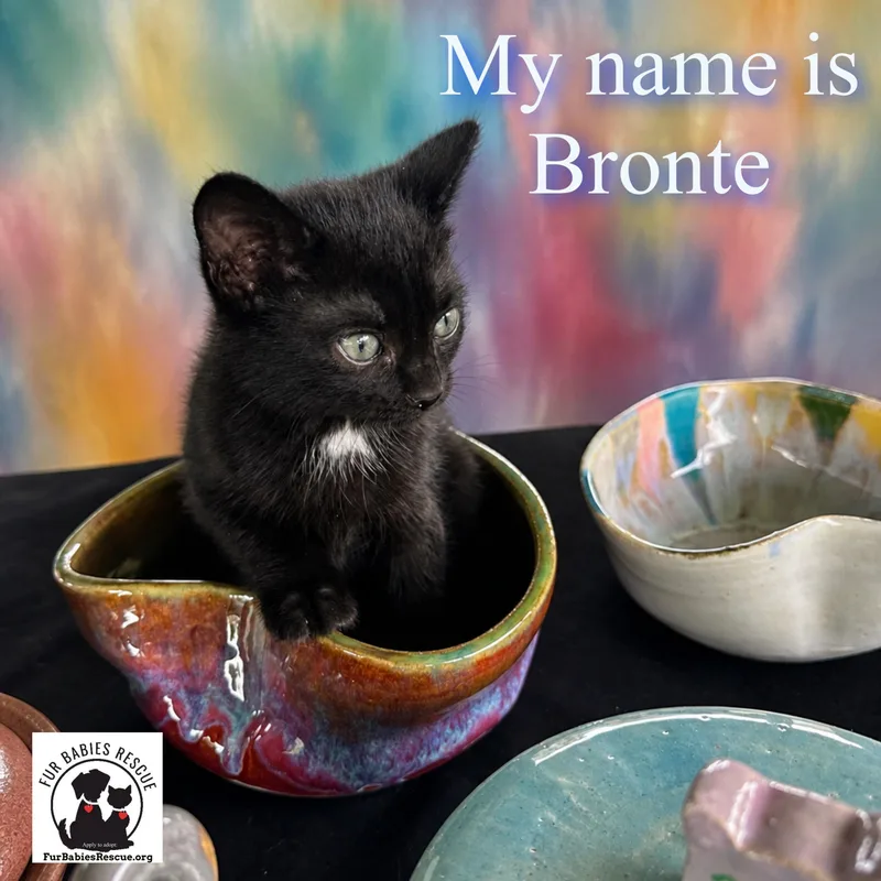 Bronte & Blume thumbnail 4