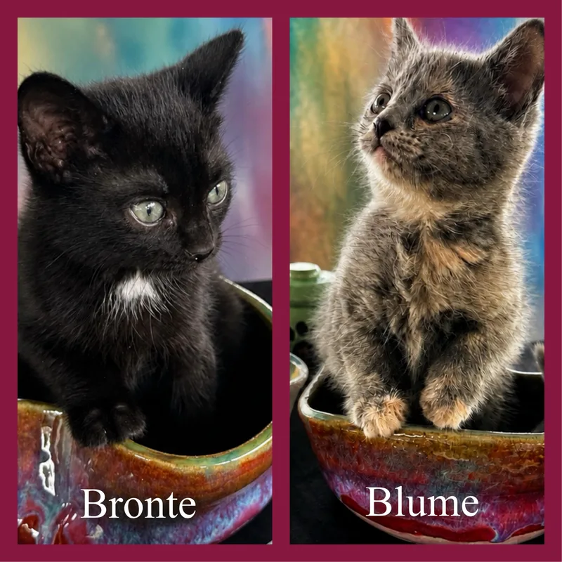 Bronte & Blume thumbnail 5