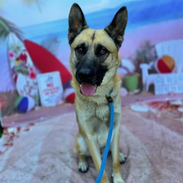 A young large-sized male German Shepherd Dog dog named Rocko for adoption in Long Beach, CA