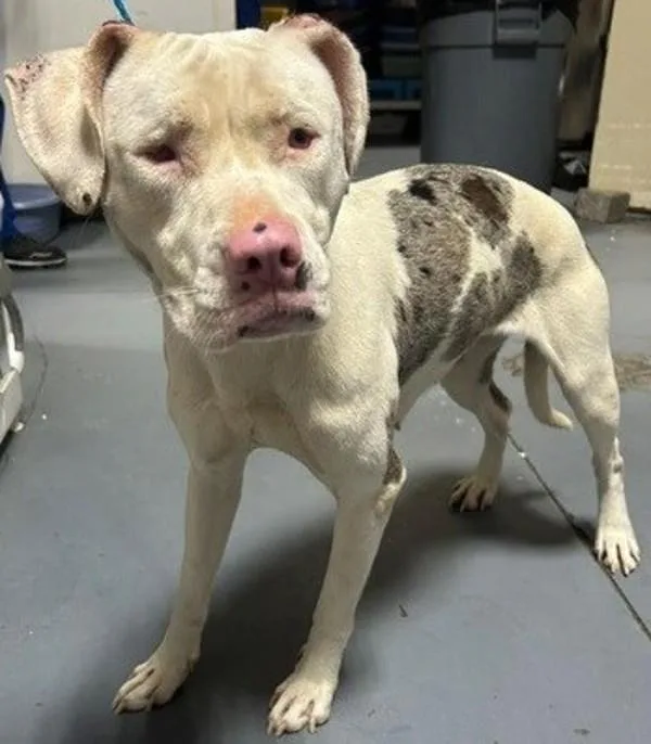 An adult medium-sized female Pit Bull Terrier dog named a Fiona for adoption in Dallas, GA