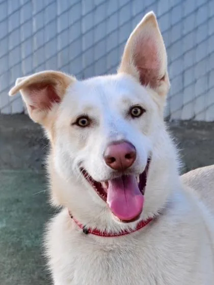 Slim Jim thumbnail 2