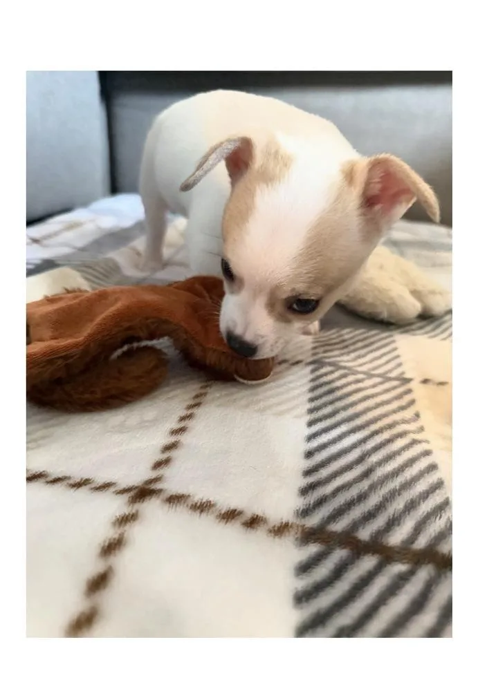 A baby small-sized male Tricolor (Brown, Black, & White) Chihuahua dog named Bingo for adoption in Mooresville, NC