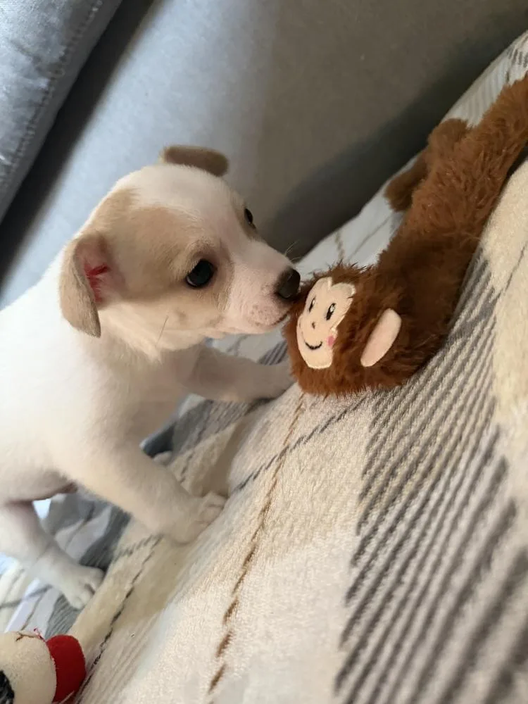 Bingo thumbnail 5