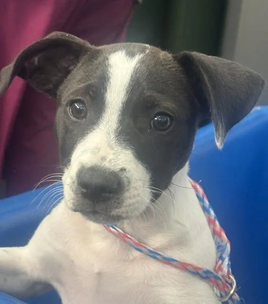A baby medium-sized male Mixed Breed dog named Bluey for adoption in Dallas, TX