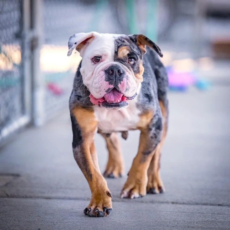 An adult medium-sized female English Bulldog dog named Gigi for adoption in Joshua Tree, CA