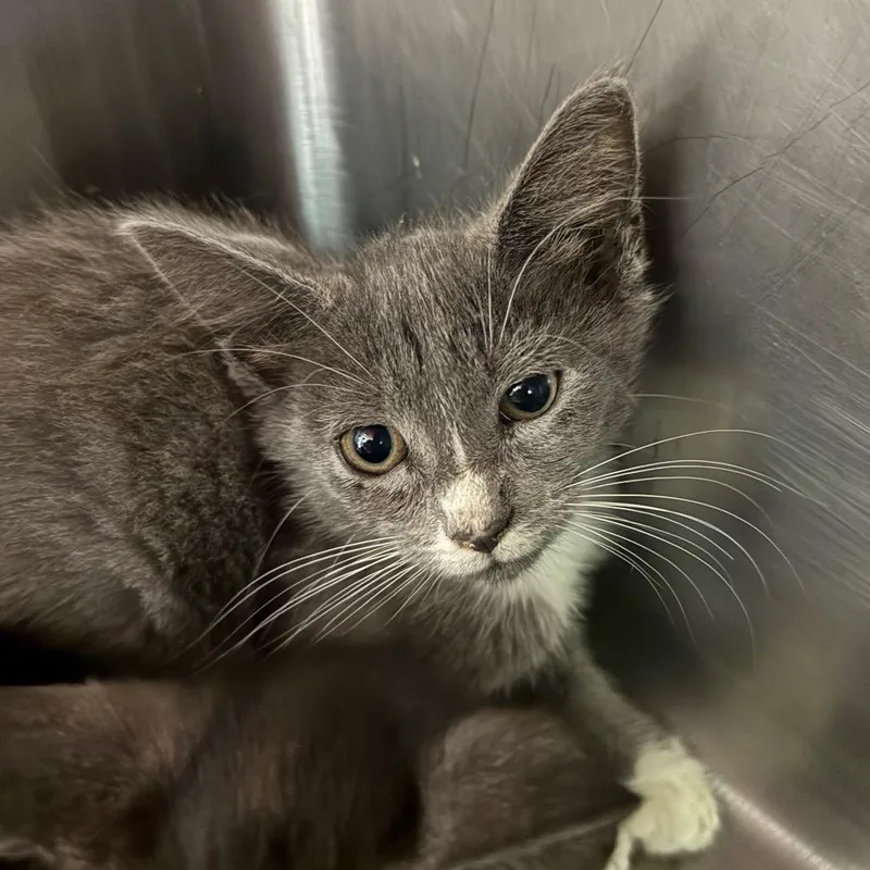 A baby small-sized female Gray / Blue / Silver Domestic Short Hair cat named Rudy Too for adoption in Hamburg, NY