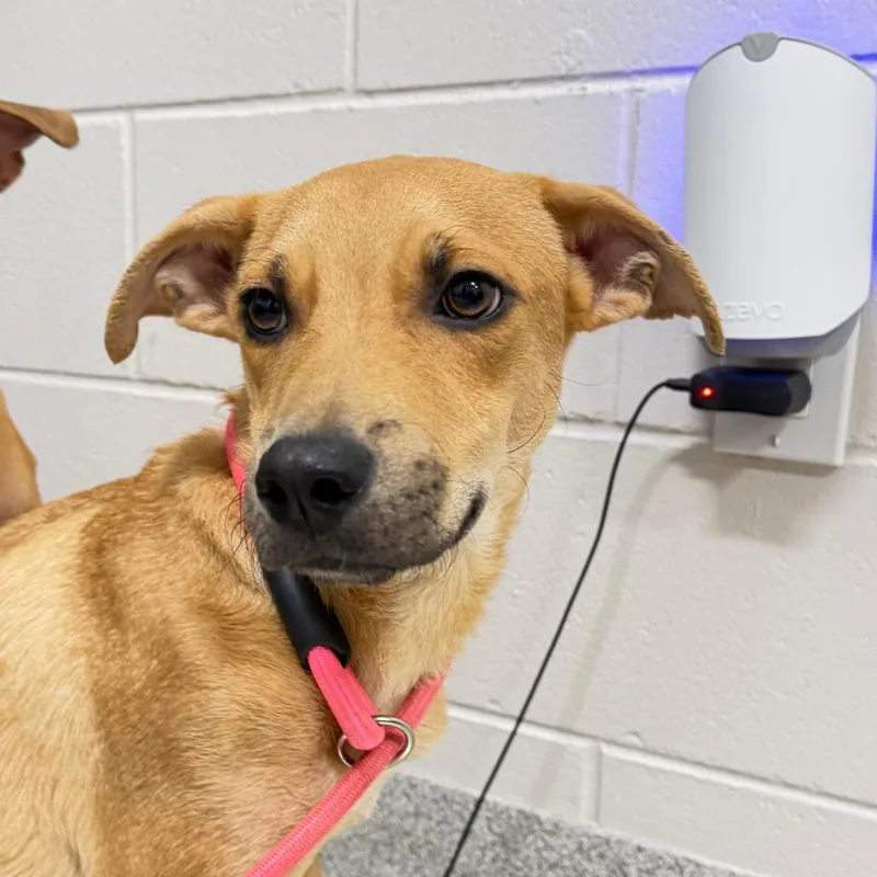 A young small-sized male Mixed Breed dog named Max for adoption in Englewood, FL