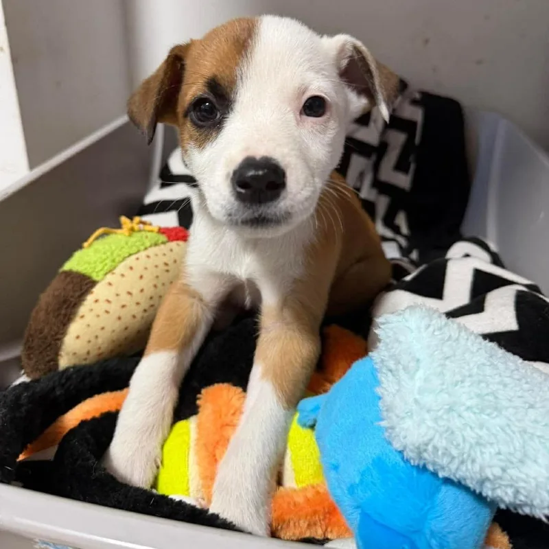 A baby medium-sized female Yellow / Tan / Blond / Fawn Australian Cattle Dog / Blue Heeler dog named Sage for adoption in Phoenix, MD