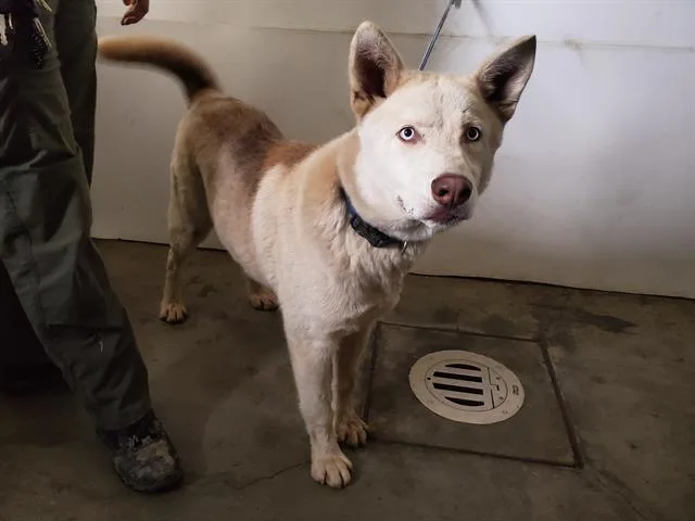 An adult large-sized male Siberian Husky dog named Cabo for adoption in San Martin, CA
