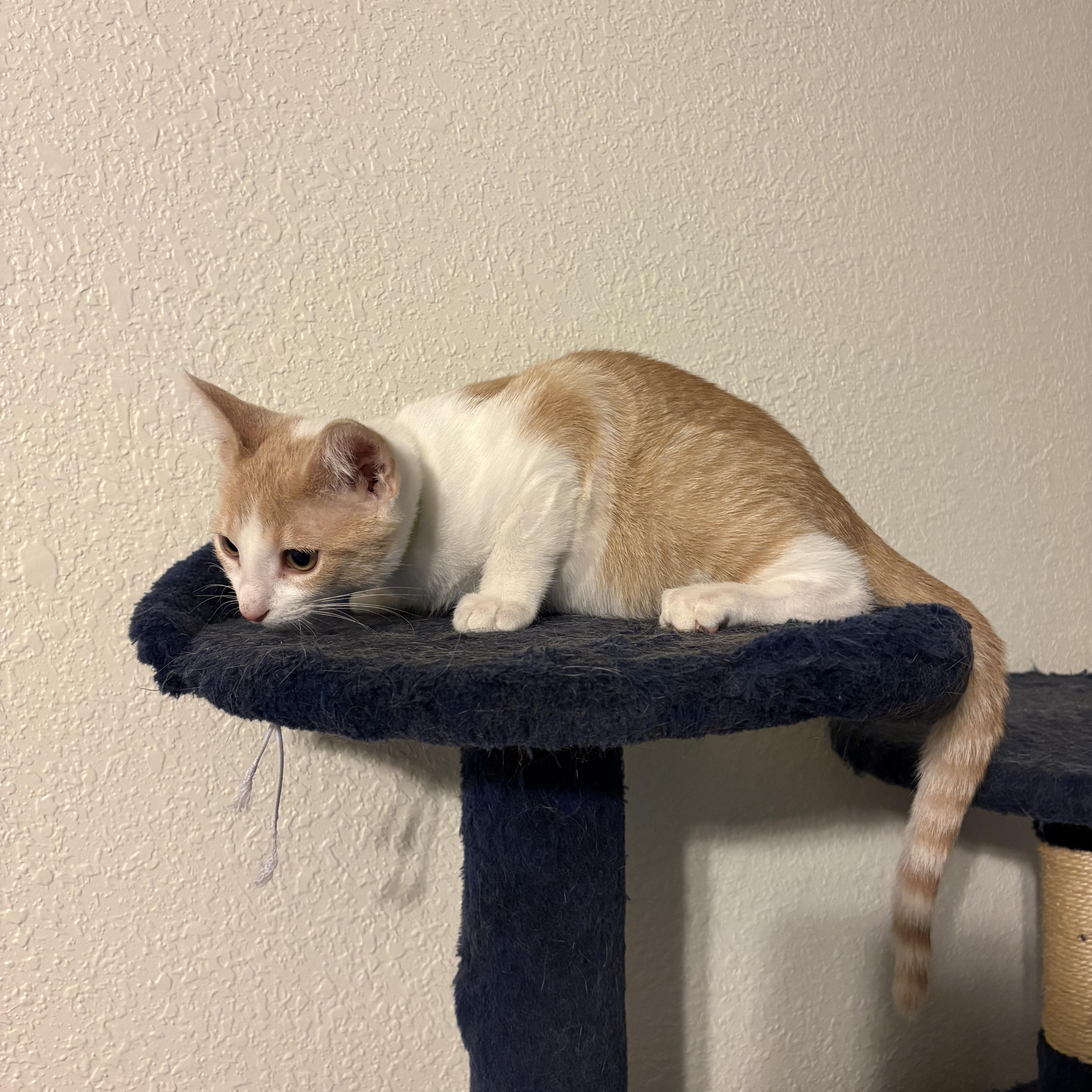 A baby medium-sized male Orange & White Domestic Short Hair cat named Cassian for adoption in Fort Worth, TX